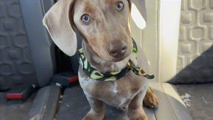 RideBuddy™ Olvídate de la limpieza post-paseo. Este cubreasiento lo mantiene todo bajo control.